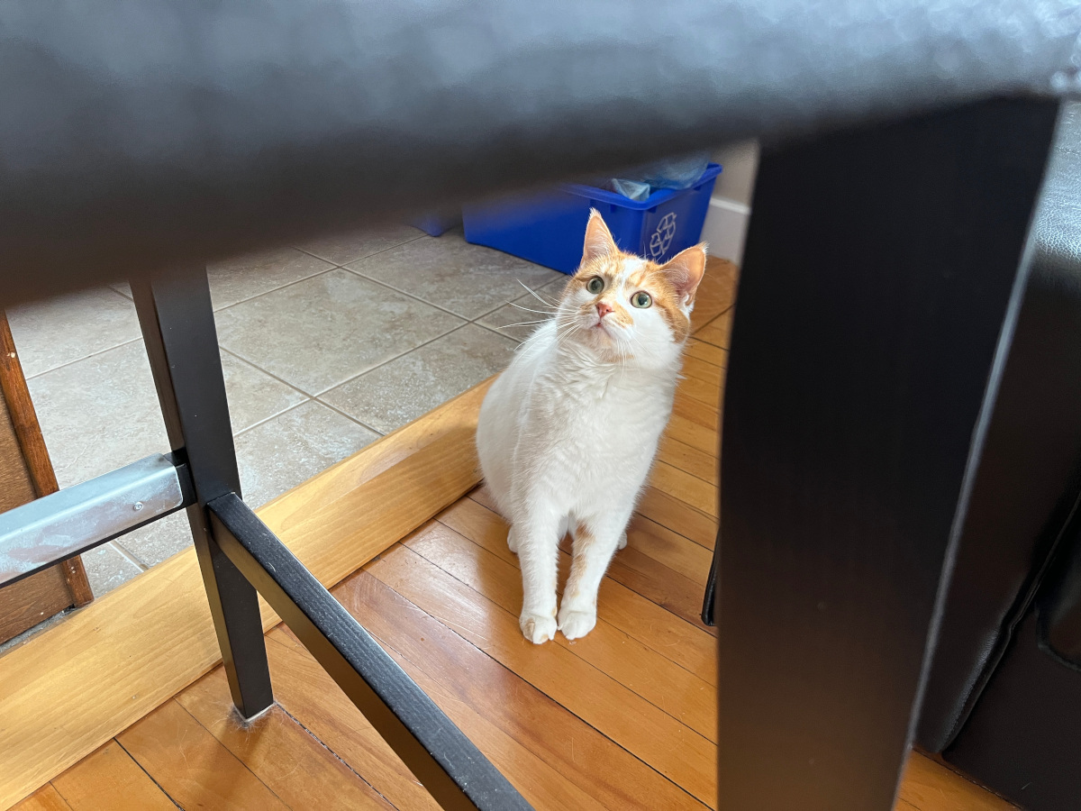 Charlie is fully invested in whatever is up on the chair.