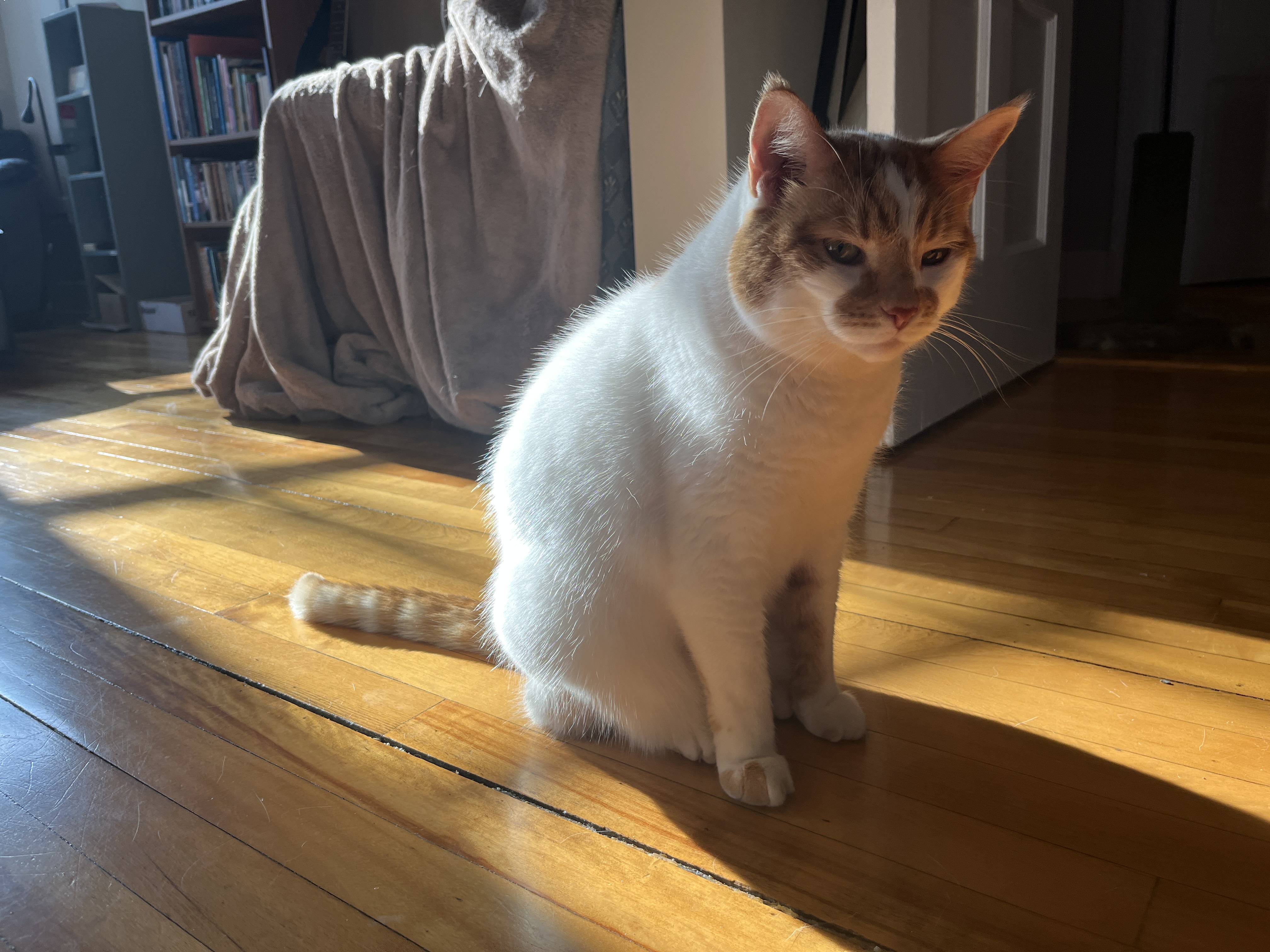 This is a cat who has ultimate power.