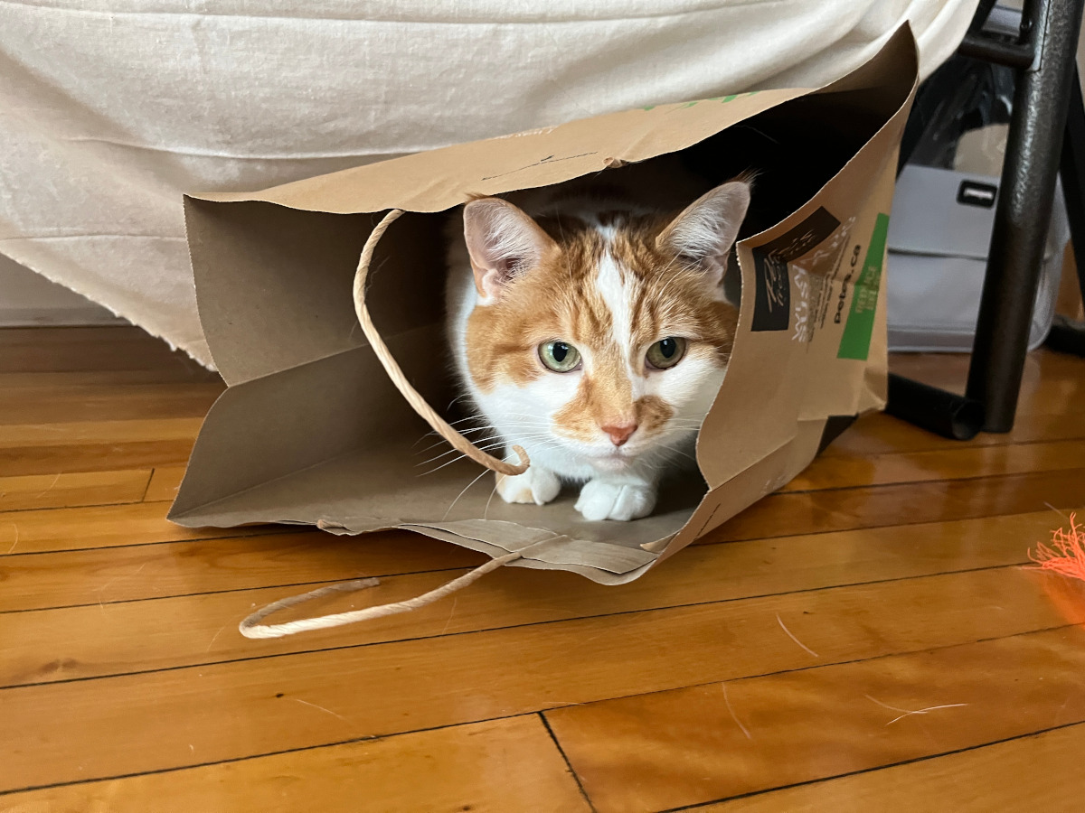 The shift from plastic bags was beneficial in so many ways.